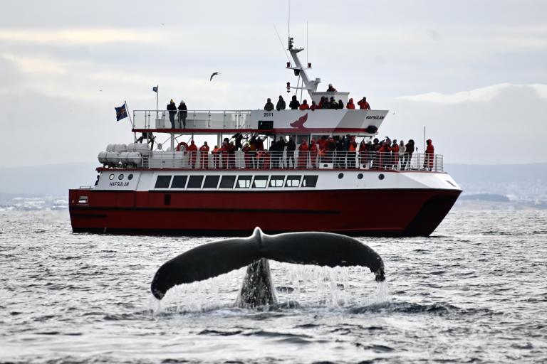 Hafsúlan boat with whale tail